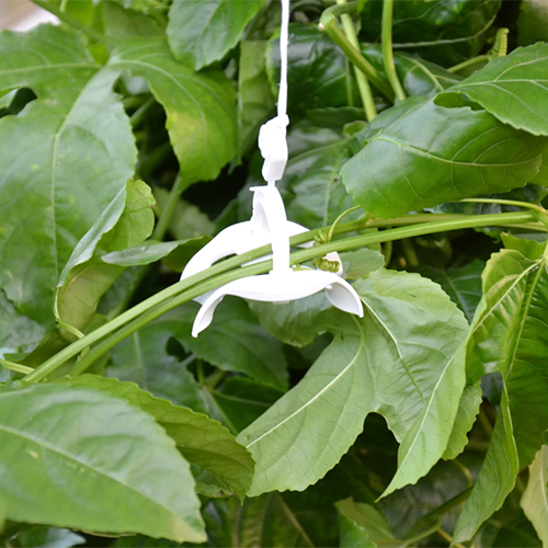 CLEME DIRECTIONARE PLANTE